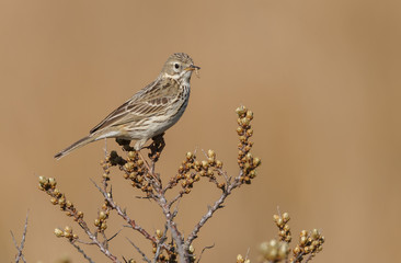 Meadow pipit on a twig