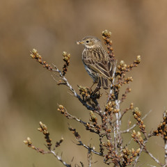 Meadow pipit on a twig