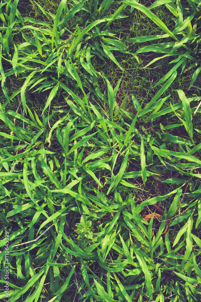 Canvas Prints grass background