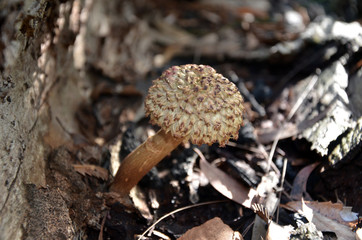 Shaggy cap bolete mushroom growing on the forest floor.
