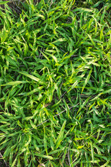 Green grass background