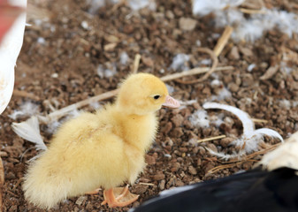 Cute ducklings on farm