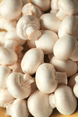 Fototapeta na wymiar Mushrooms close up