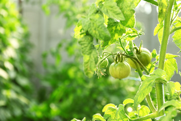 Green tomatoes growing on branches