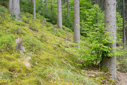Nachhaltige Forstwirtschaft im Fichtenwald