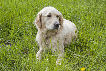 Golden Retriever