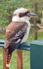 Australian laughing Kookaburra perched on a wooden fence