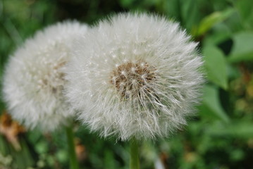 Löwenzahn, Pusteblume (Taraxacum sect. Ruderalia)