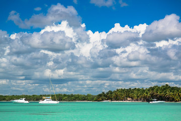 Coconut trees on sea shore