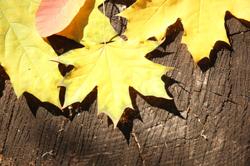 Autumn leaves on the wooden background