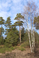 Fototapeta premium Green fir branches on background of blue sky