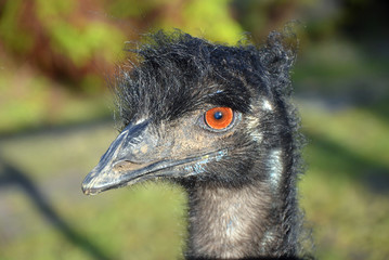 Profile of an Australian Emu with crazy hair