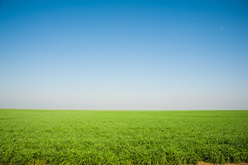 Field of winter wheat seedlings