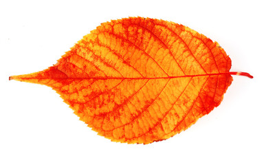 Beautiful autumn leaf, isolated on white