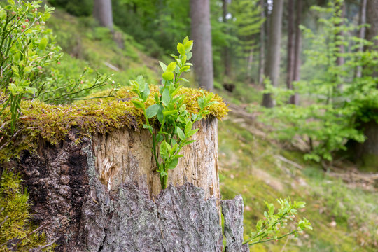 Alter Baumstumpf wird von jungen Pflanzen überwuchert