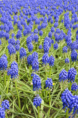 Tapis de Muscari