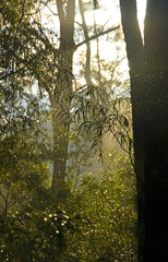 Sunlight shining through misty forest canopy.