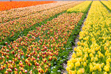 Tulip fields in Holland