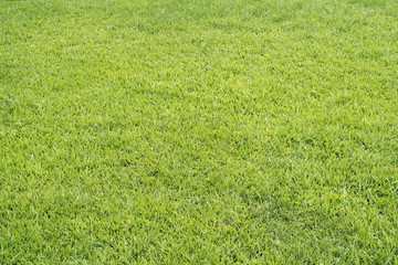 Green grass texture and background