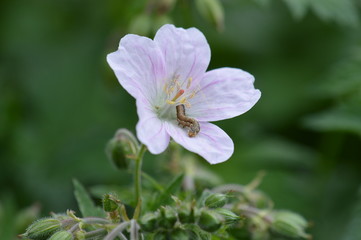 Obraz premium géranium des bois