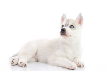 Fototapeta na wymiar Cute siberian husky puppy lying on white background isolated