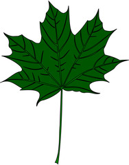 Fototapeta premium maple, Acer