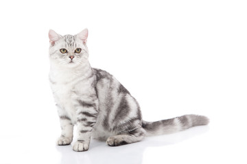 Cute  British Shorthair kitten sitting