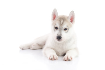 Obraz premium Cute siberian husky puppy lying on white background isolated
