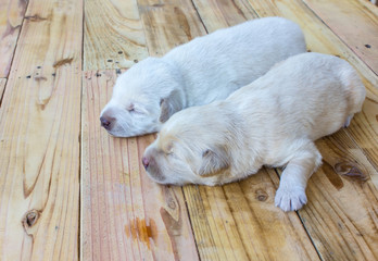 Puppy lying on a wooden background. 