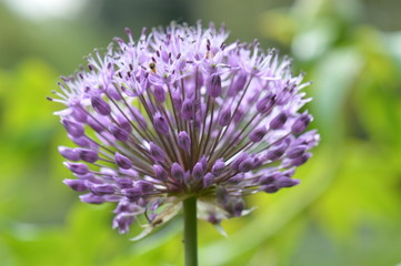 allium