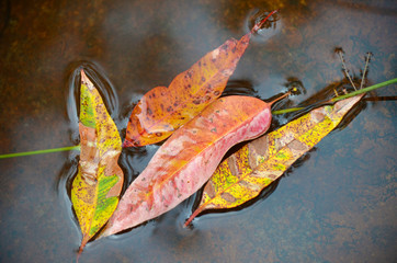 Colorful gum leaves floating in water