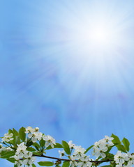 Spring lower decoration with white flowers and rays of the sun on blue background. May 2016.