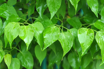 fresh wet leaves lilac