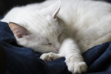 Fototapeta na wymiar Adorable cat sleeping