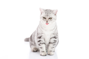 Fototapeta na wymiar Cute American Shorthair kitten sitting and licking lips on white background isolated