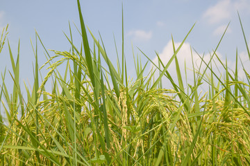 the gold  and green rice in the field rice background