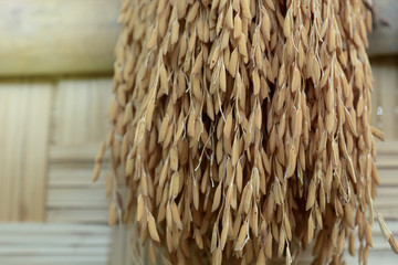 paddy or rice grain (Thai riceberry)