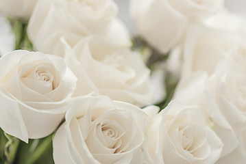 white roses close-up