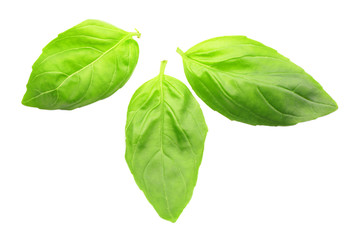 Fresh basil leaves group isolated on white