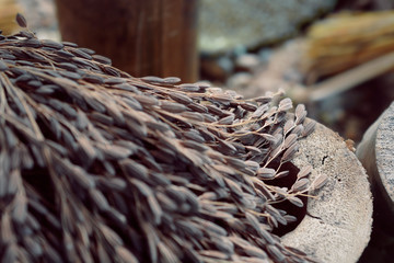 paddy or rice grain (Thai riceberry)