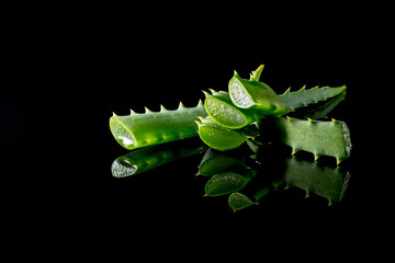 Aloe plant green slice with reflection close-up macro isolated on a black background 
