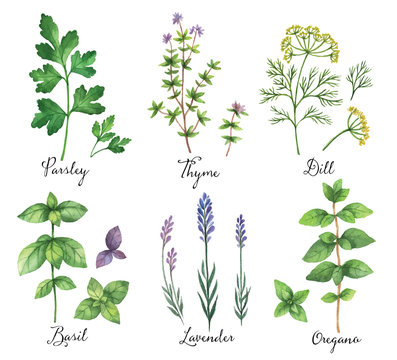 Watercolor Vector Hand Painted Set With Wild Herbs And Spices. 