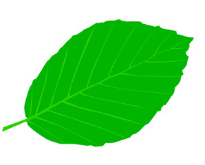 Obraz premium beech,Fagus sylvatica