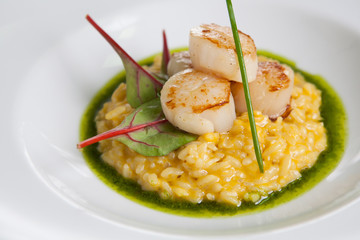 Risotto with fried scallop