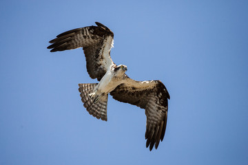 Osprey flying over Fort Desoto, Florida