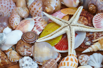different shells