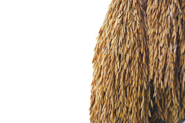 paddy or rice grain (Thai jasmine rice)