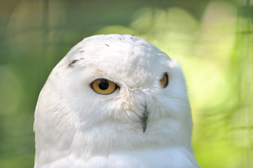 Schneeeule