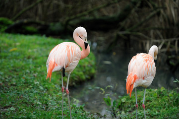 Zwei Flamingos