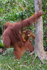 Somewhere in the jungles of Indonesia baby orangutan on the knees of her mother learns the world around (Borneo)